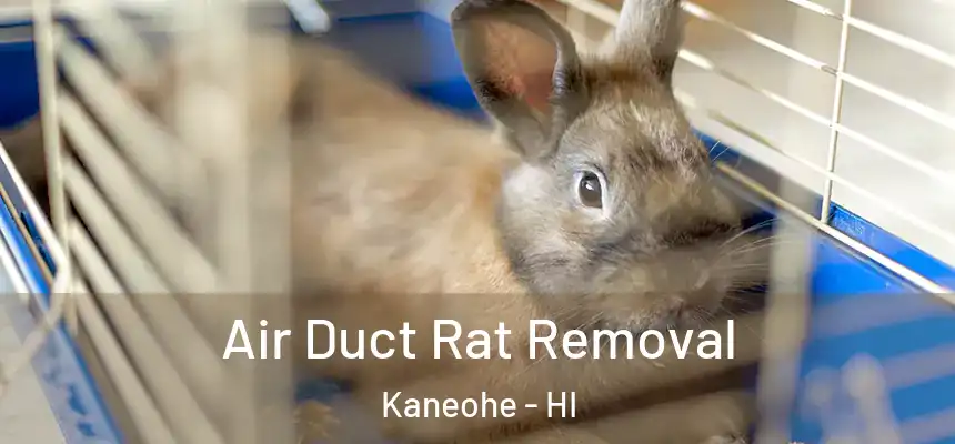  Air Duct Rat Removal Kaneohe - HI