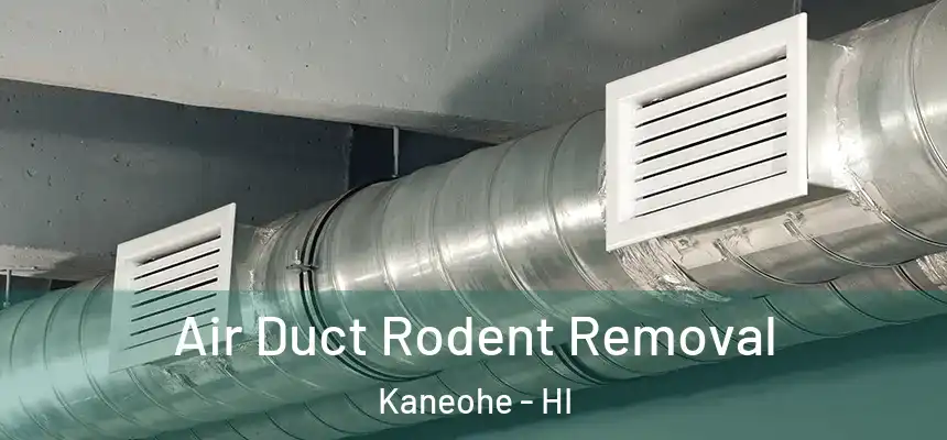 Air Duct Rodent Removal Kaneohe - HI